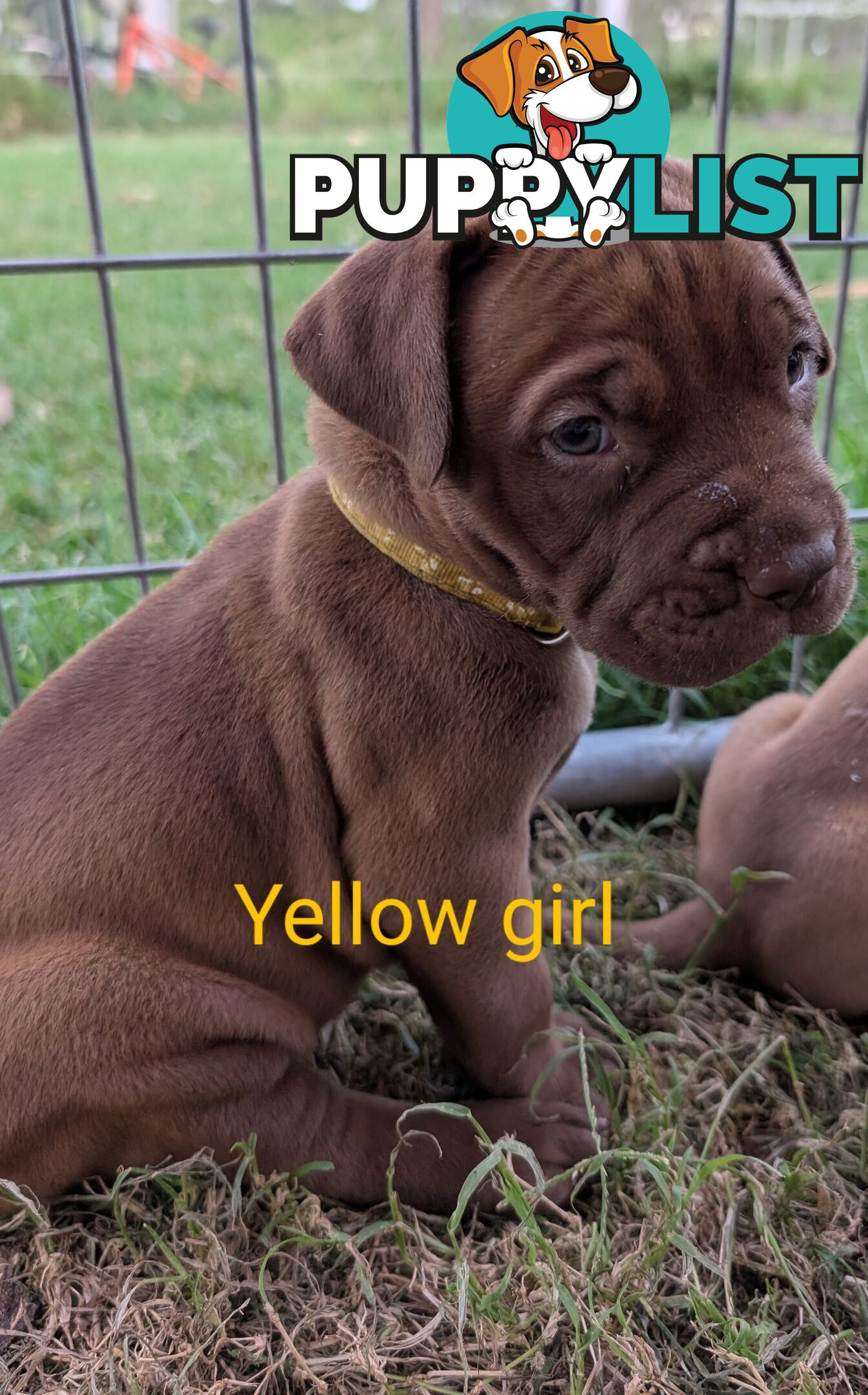 Ultimate Mastiff puppies (French X Neo mastiff)