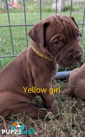 Ultimate Mastiff puppies (French X Neo mastiff)