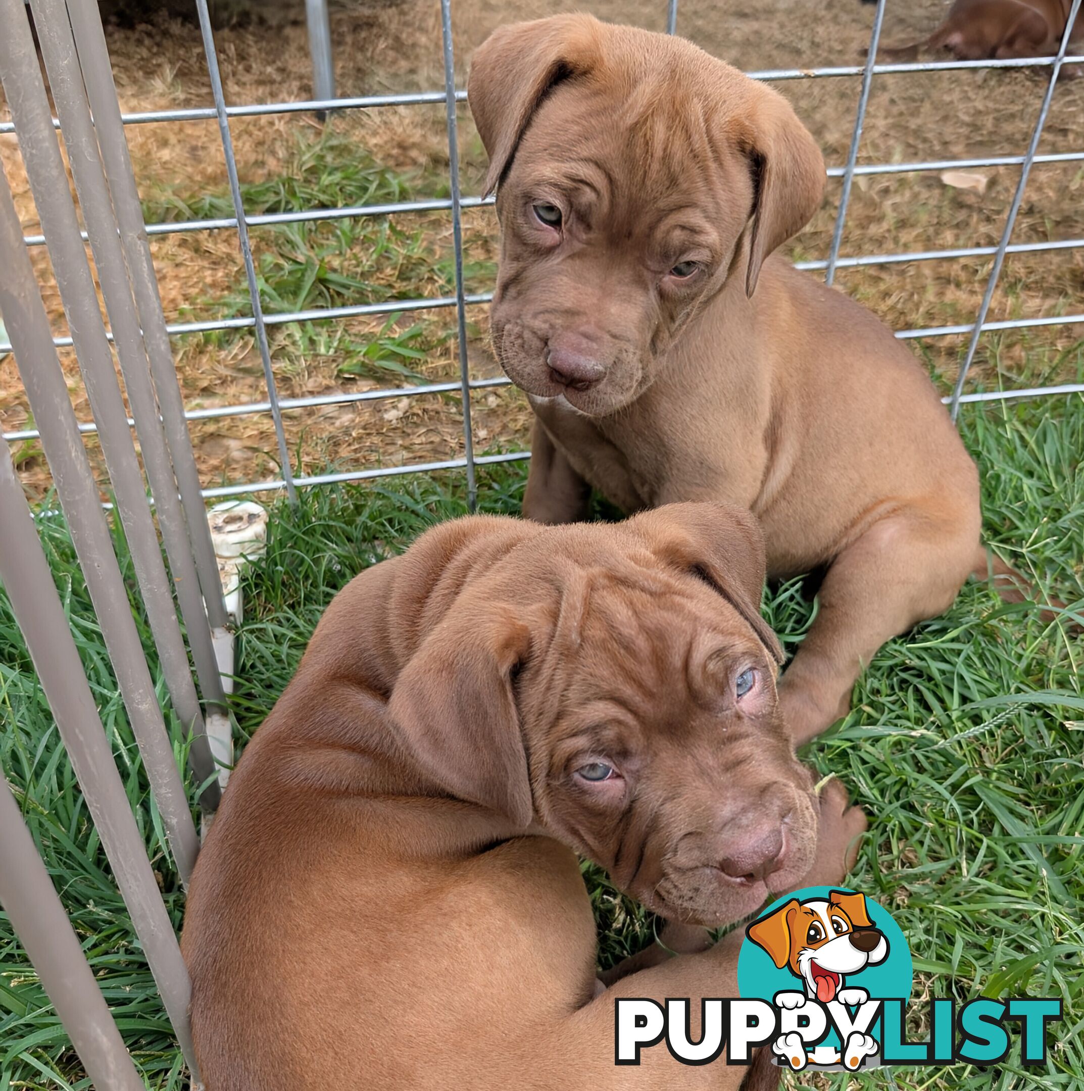 Ultimate Mastiff puppies (French X Neo mastiff)