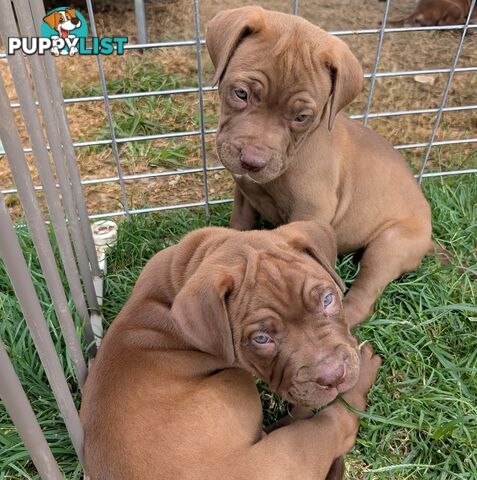 Ultimate Mastiff puppies (French X Neo mastiff)