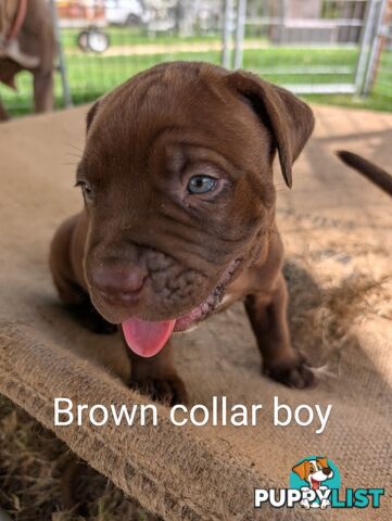 Ultimate Mastiff puppies (French X Neo mastiff)