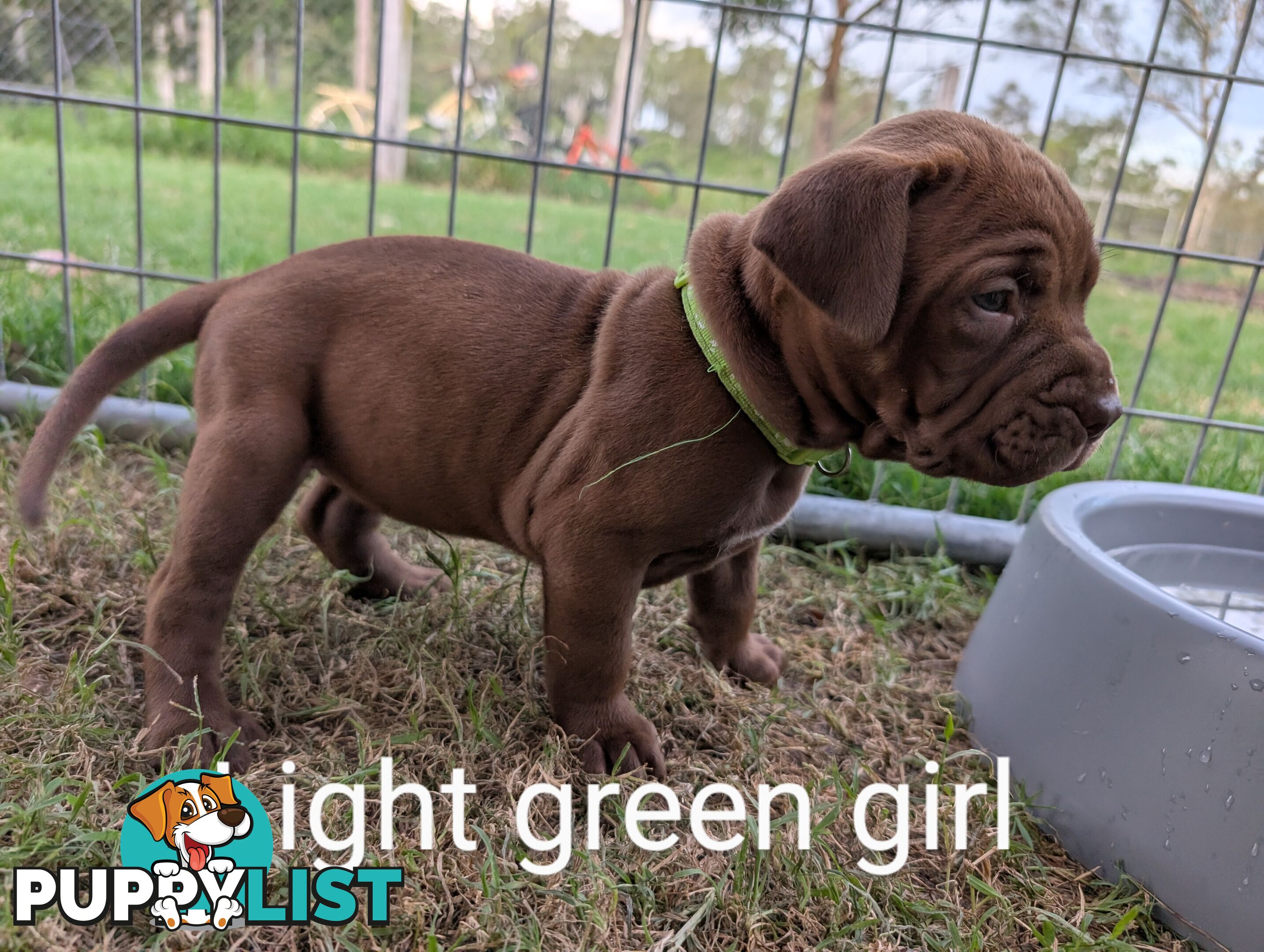 Ultimate Mastiff puppies (French X Neo mastiff)