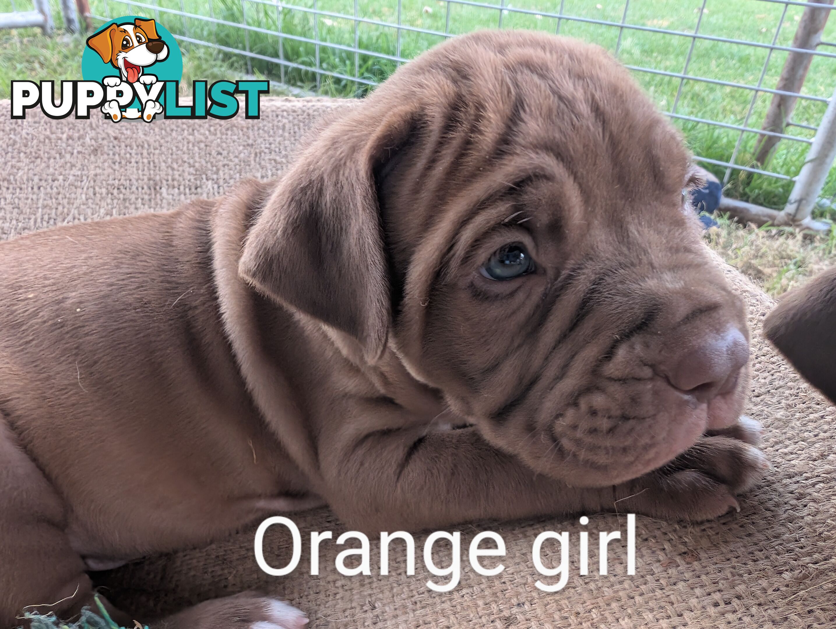 Ultimate Mastiff puppies (French X Neo mastiff)