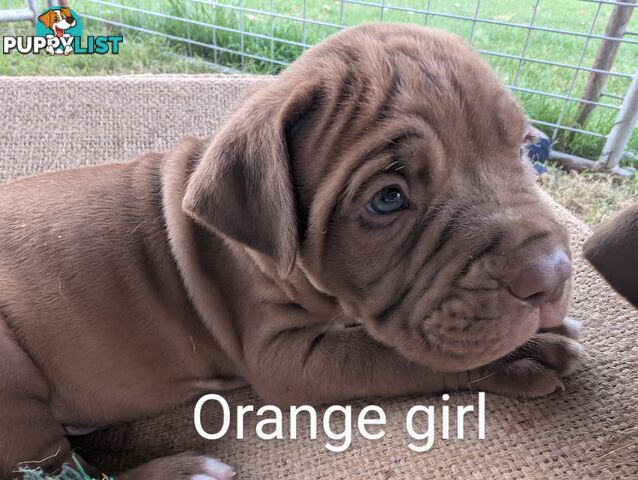 Ultimate Mastiff puppies (French X Neo mastiff)