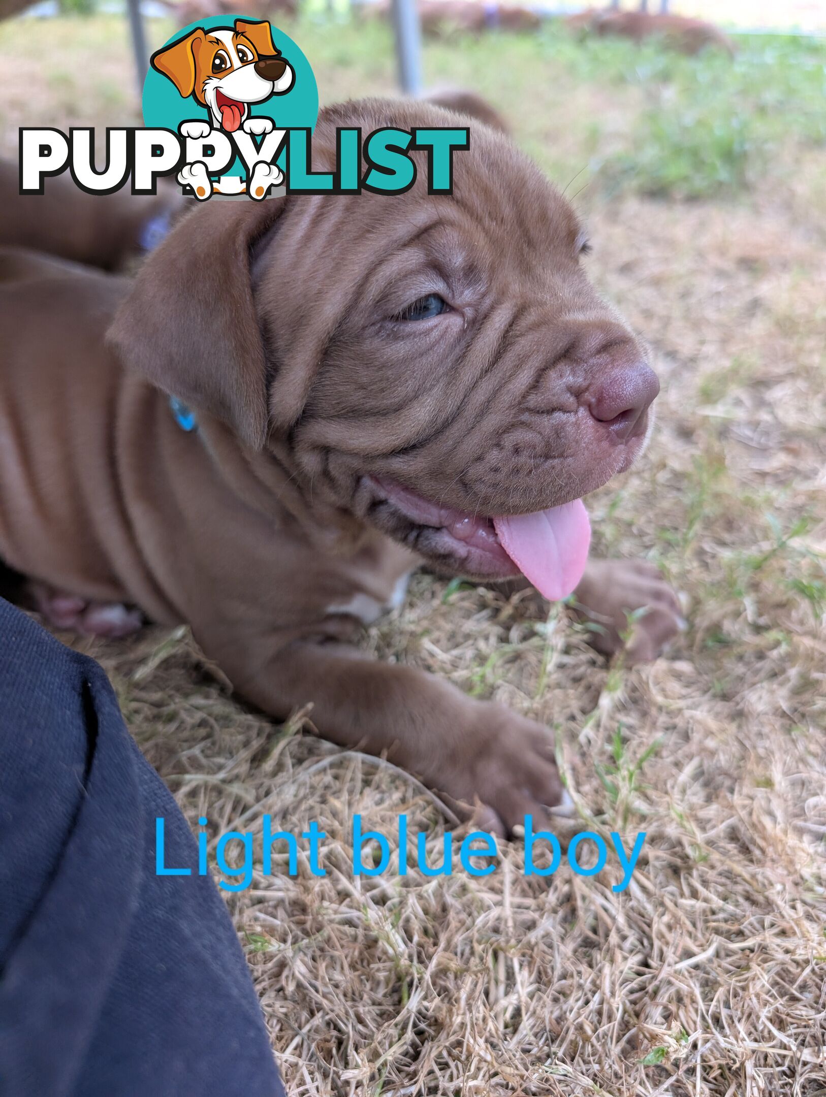 Ultimate Mastiff puppies (French X Neo mastiff)