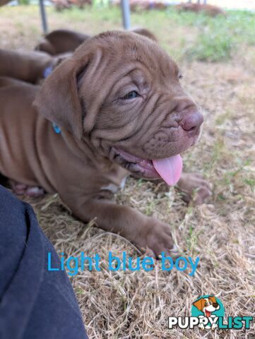 Ultimate Mastiff puppies (French X Neo mastiff)