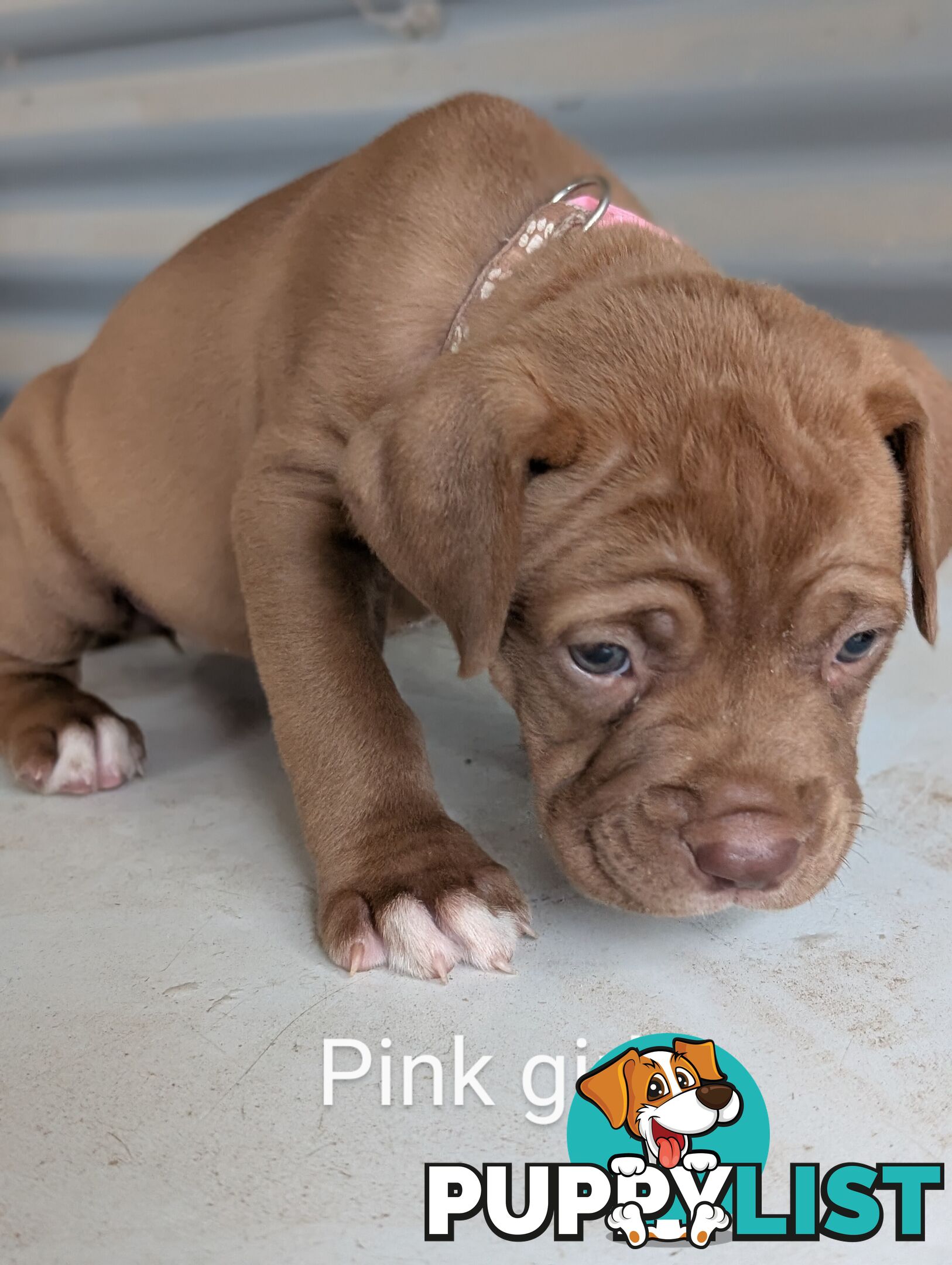 Ultimate Mastiff puppies (French X Neo mastiff)