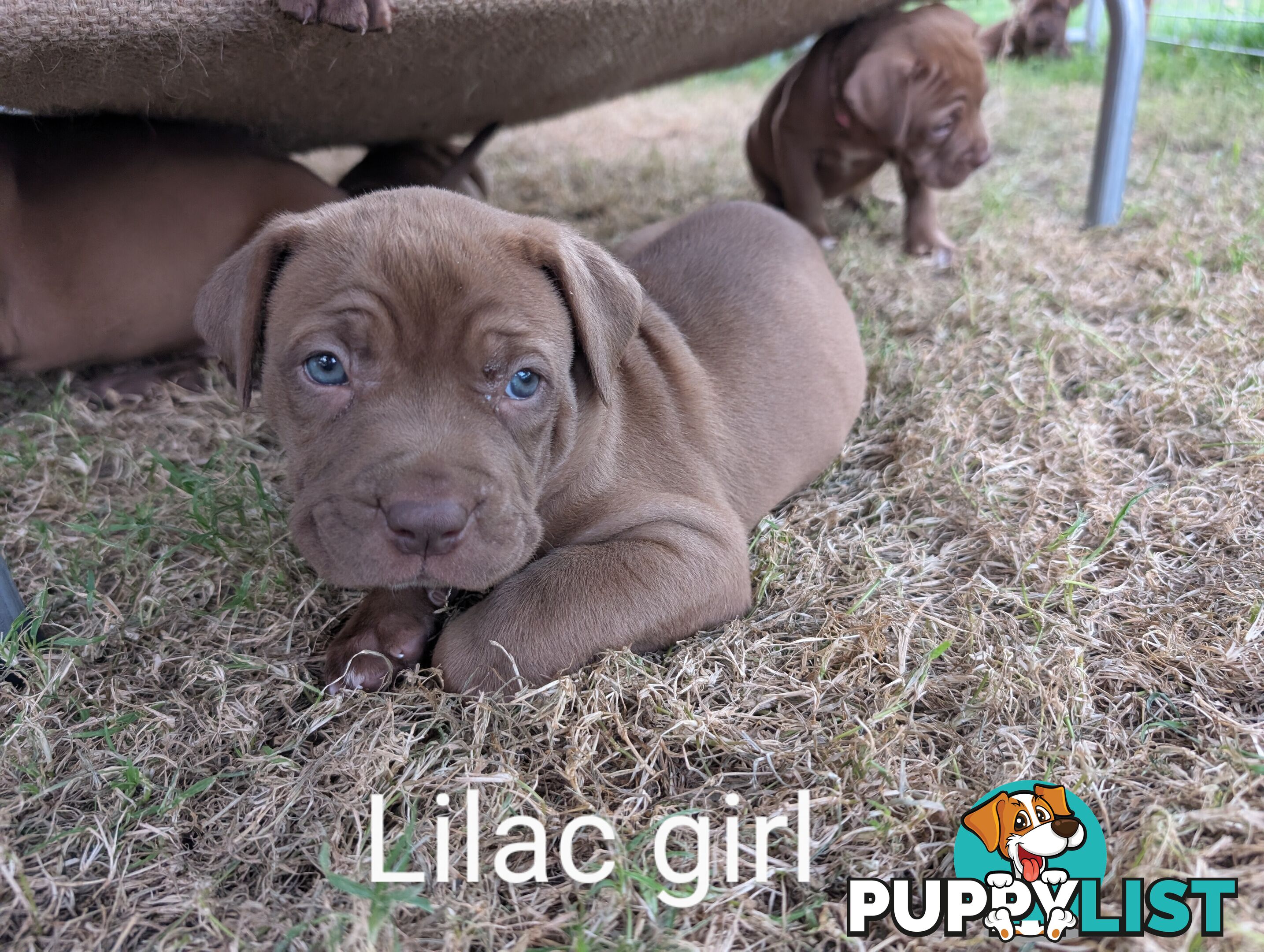 Ultimate Mastiff puppies (French X Neo mastiff)