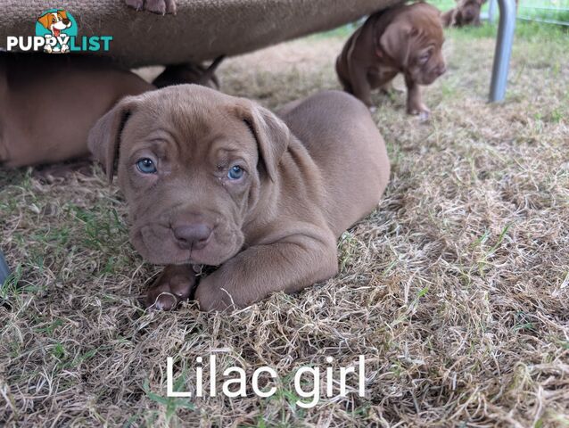 Ultimate Mastiff puppies (French X Neo mastiff)