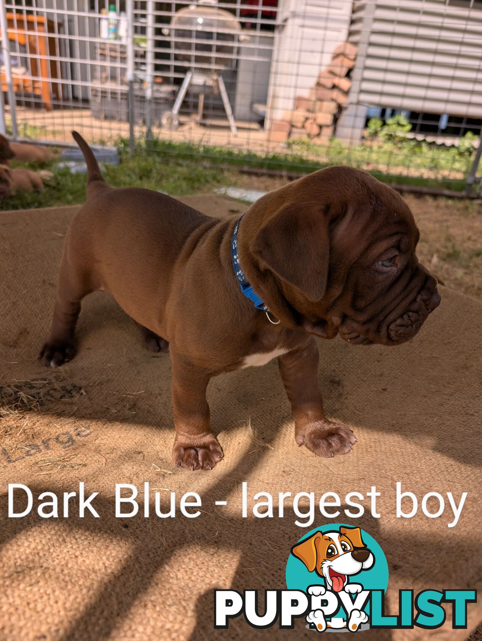 Ultimate Mastiff puppies (French X Neo mastiff)