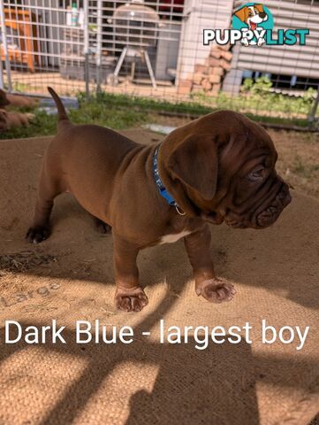 Ultimate Mastiff puppies (French X Neo mastiff)