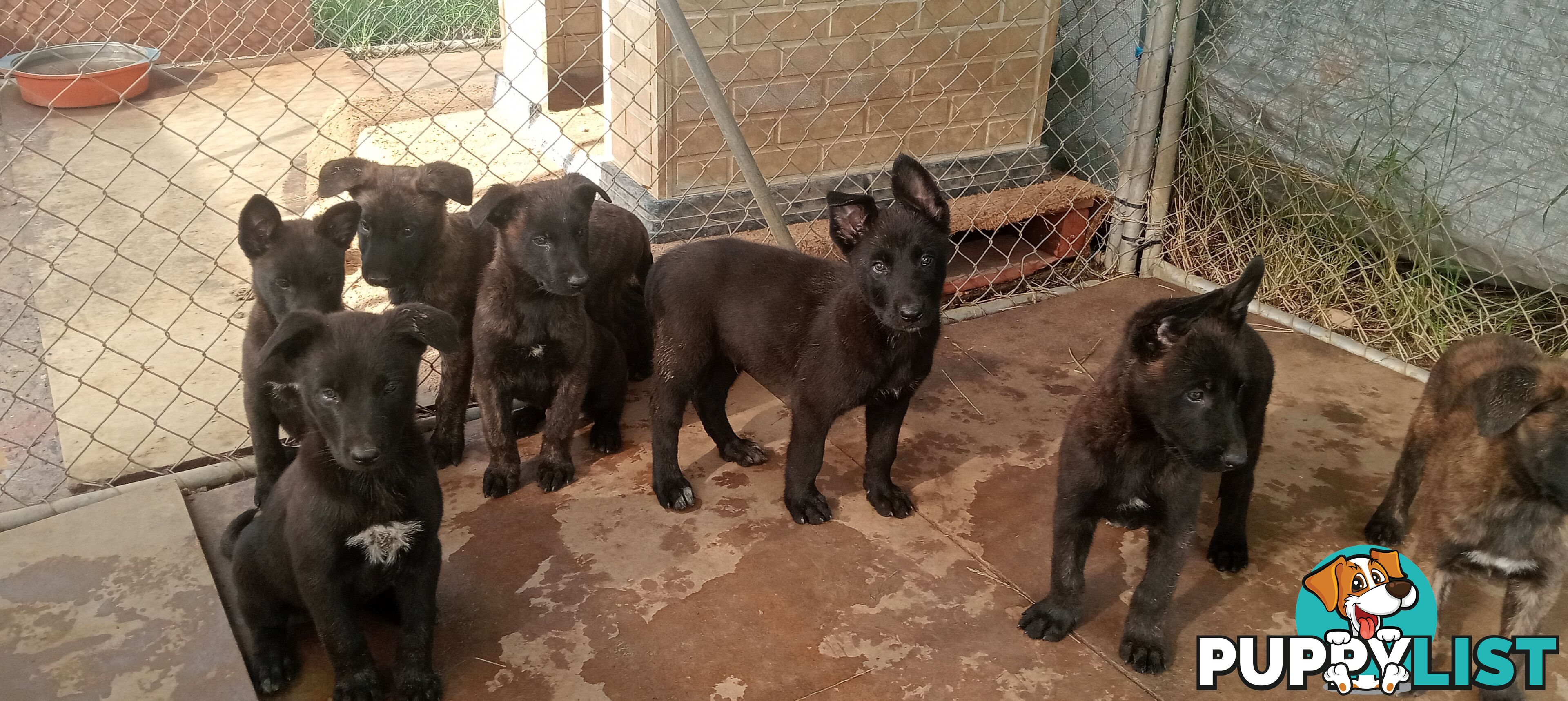 Dutch Shepherd Puppies - Belgian Shepherd/ Malinois