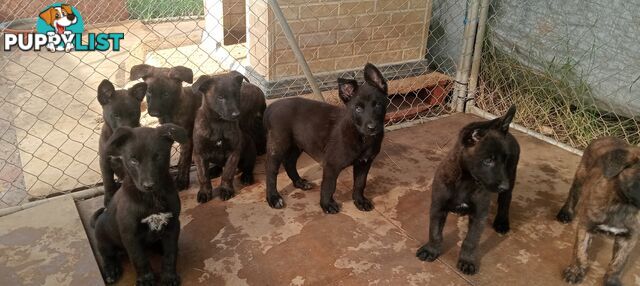 Dutch Shepherd Puppies - Belgian Shepherd/ Malinois