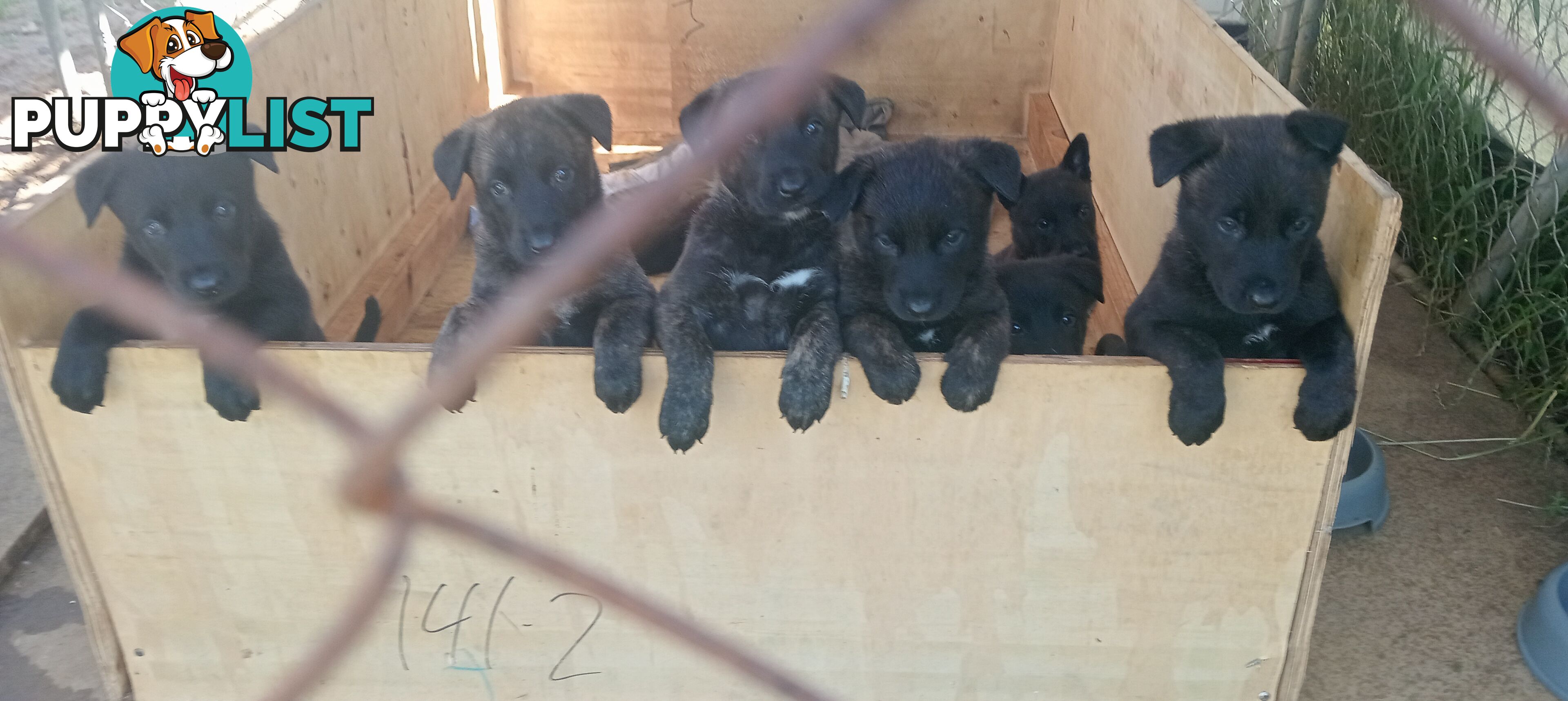 Dutch Shepherd Puppies - Belgian Shepherd/ Malinois