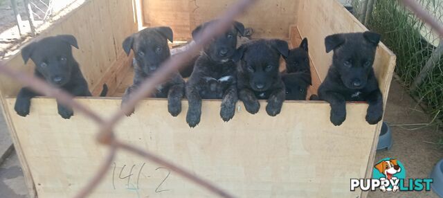 Dutch Shepherd Puppies - Belgian Shepherd/ Malinois