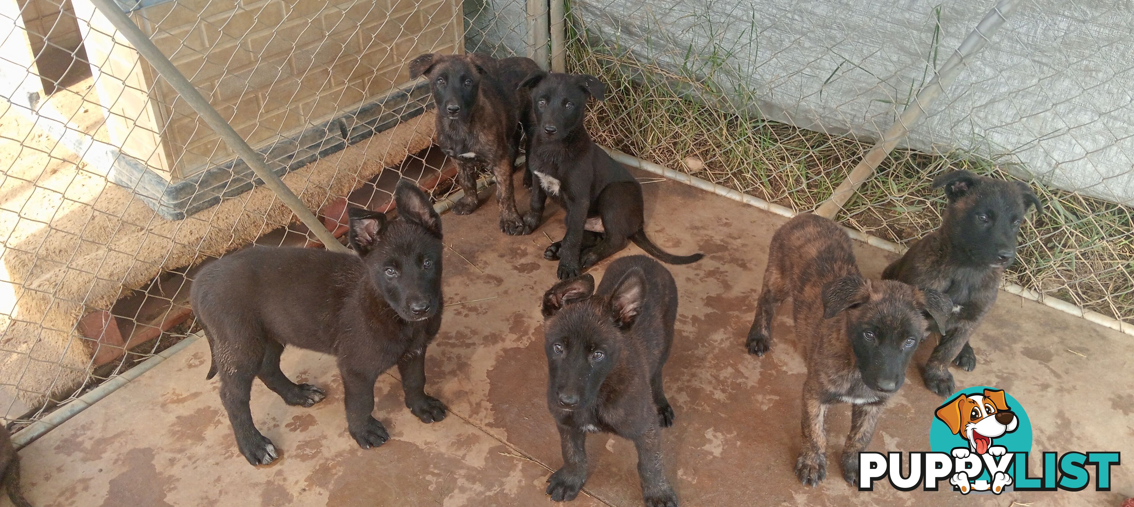 Dutch Shepherd Puppies - Belgian Shepherd/ Malinois