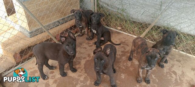 Dutch Shepherd Puppies - Belgian Shepherd/ Malinois