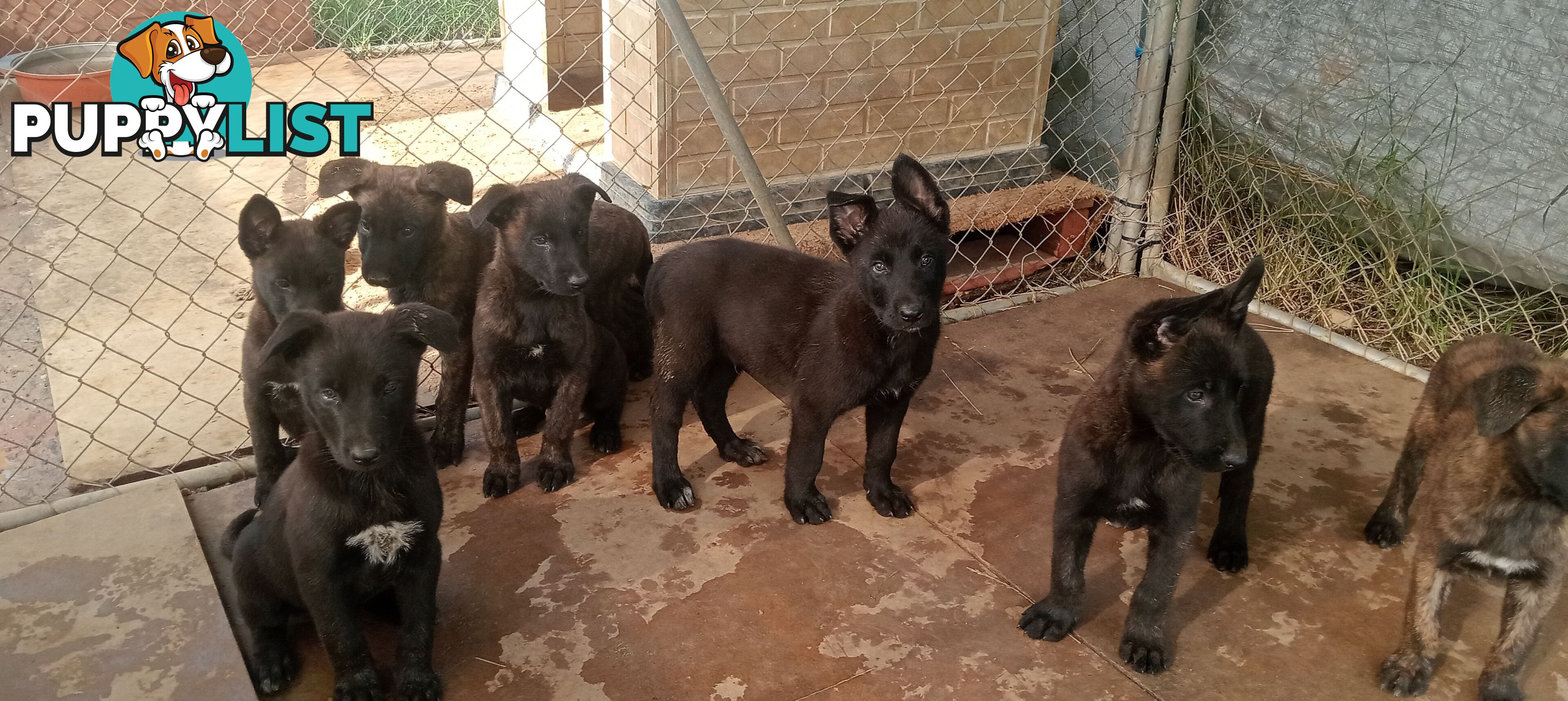 Dutch Shepherd Puppies - Belgian Shepherd/ Malinois