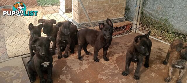 Dutch Shepherd Puppies - Belgian Shepherd/ Malinois