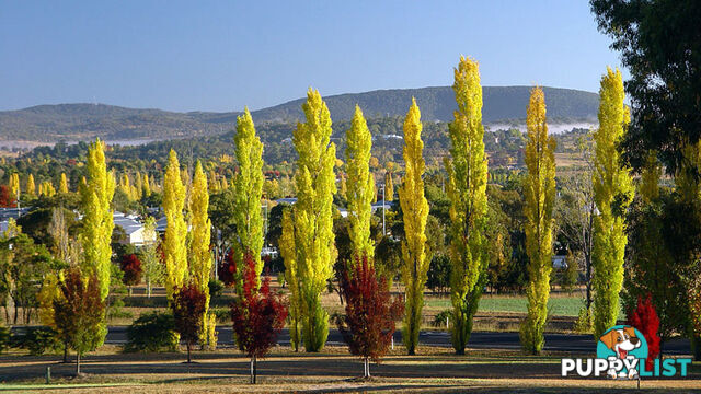 ARMIDALE NSW 2350