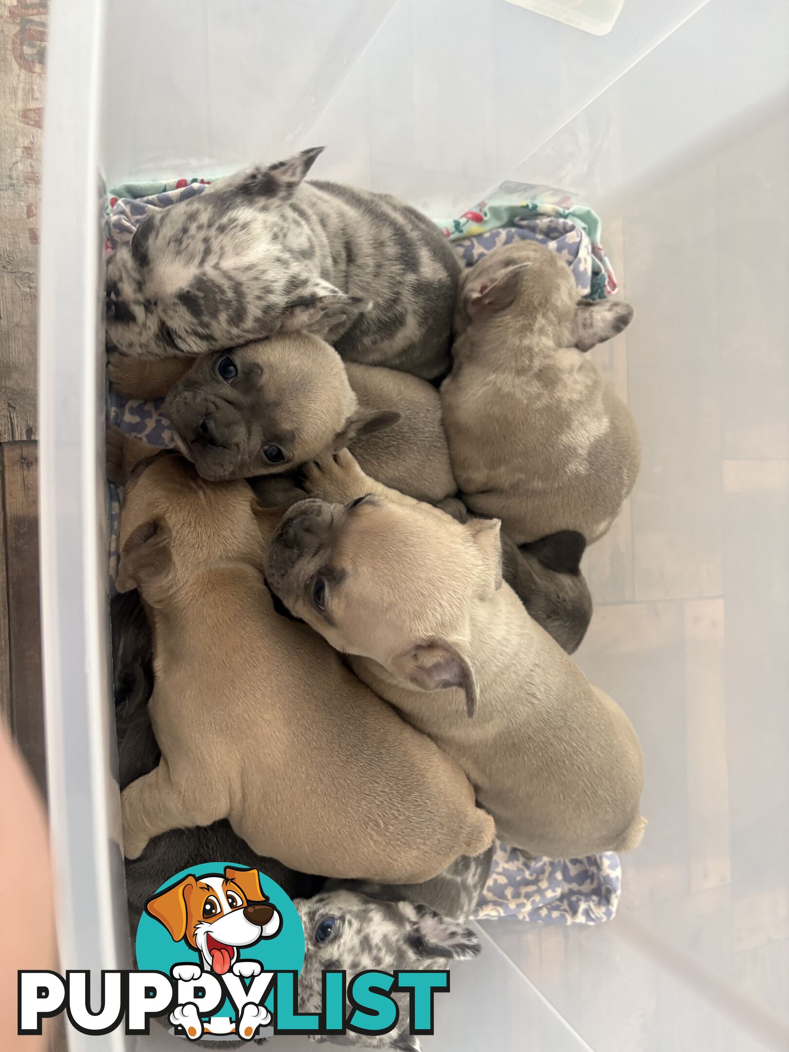 FRENCH BULLDOG PUPPIES