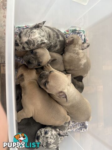 FRENCH BULLDOG PUPPIES