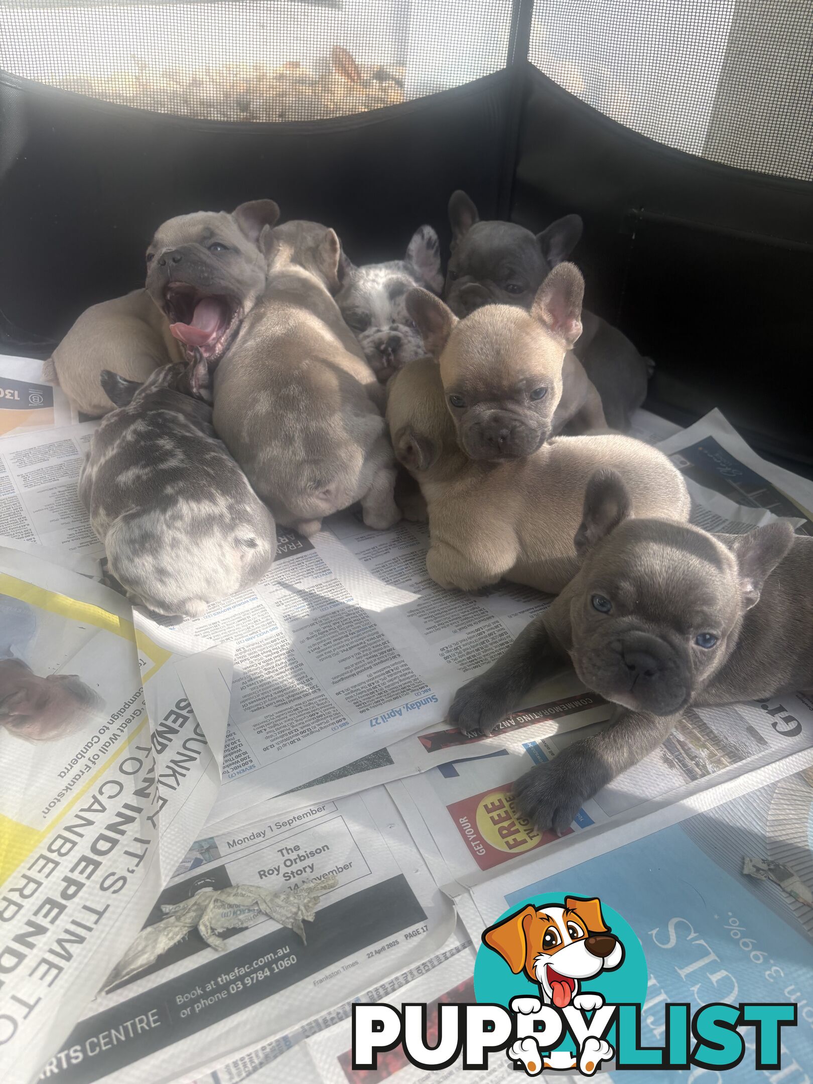 FRENCH BULLDOG PUPPIES