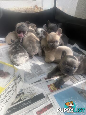 FRENCH BULLDOG PUPPIES
