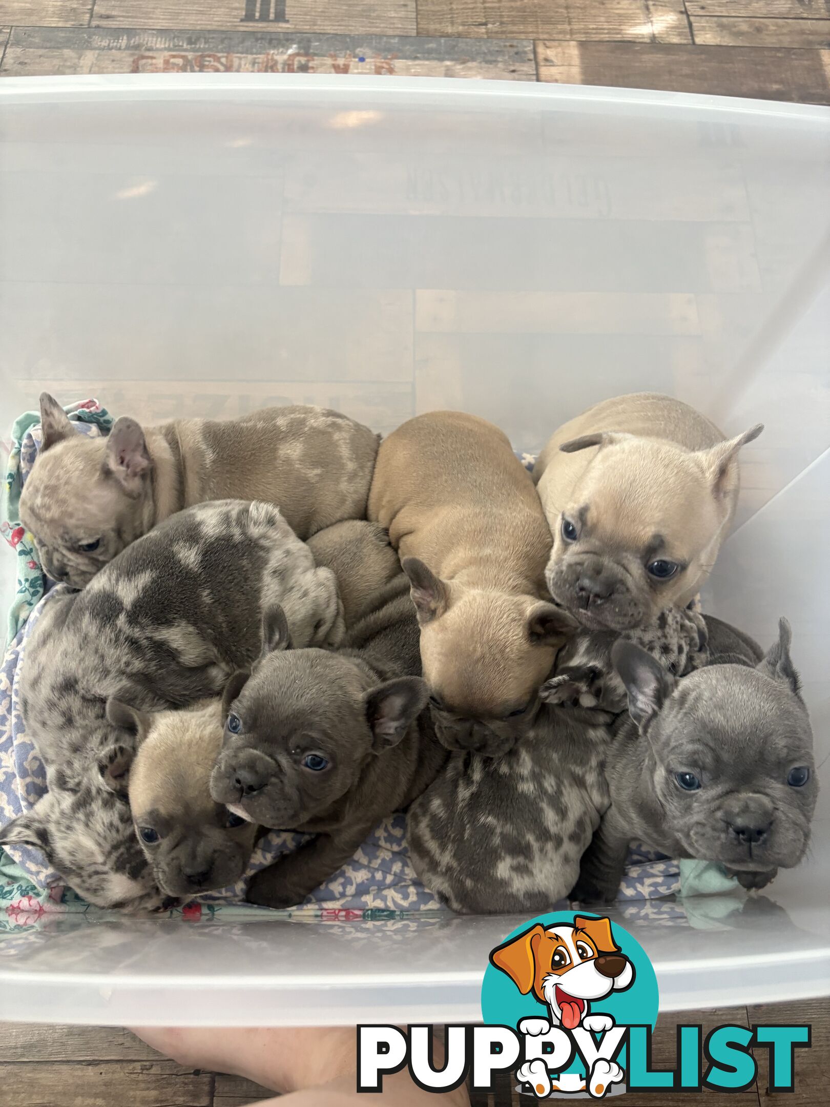 FRENCH BULLDOG PUPPIES