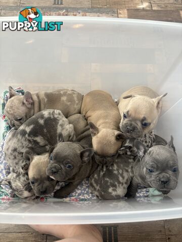 FRENCH BULLDOG PUPPIES