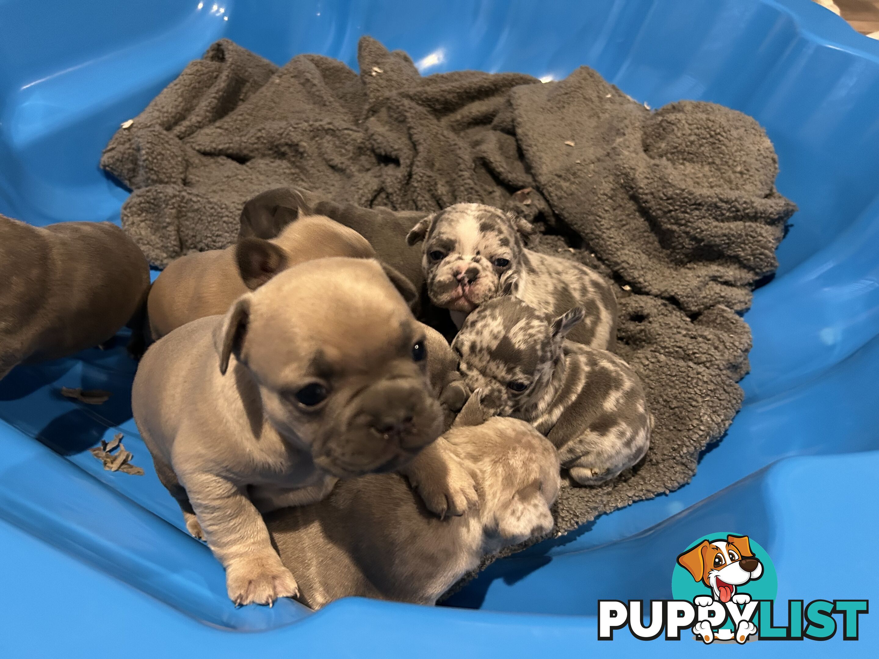 FRENCH BULLDOG PUPPIES