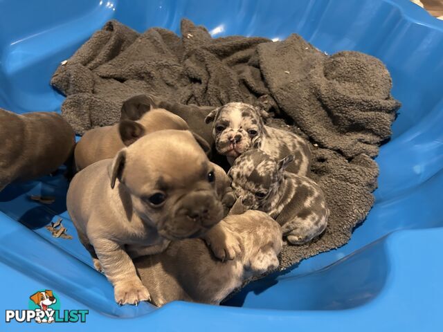 FRENCH BULLDOG PUPPIES