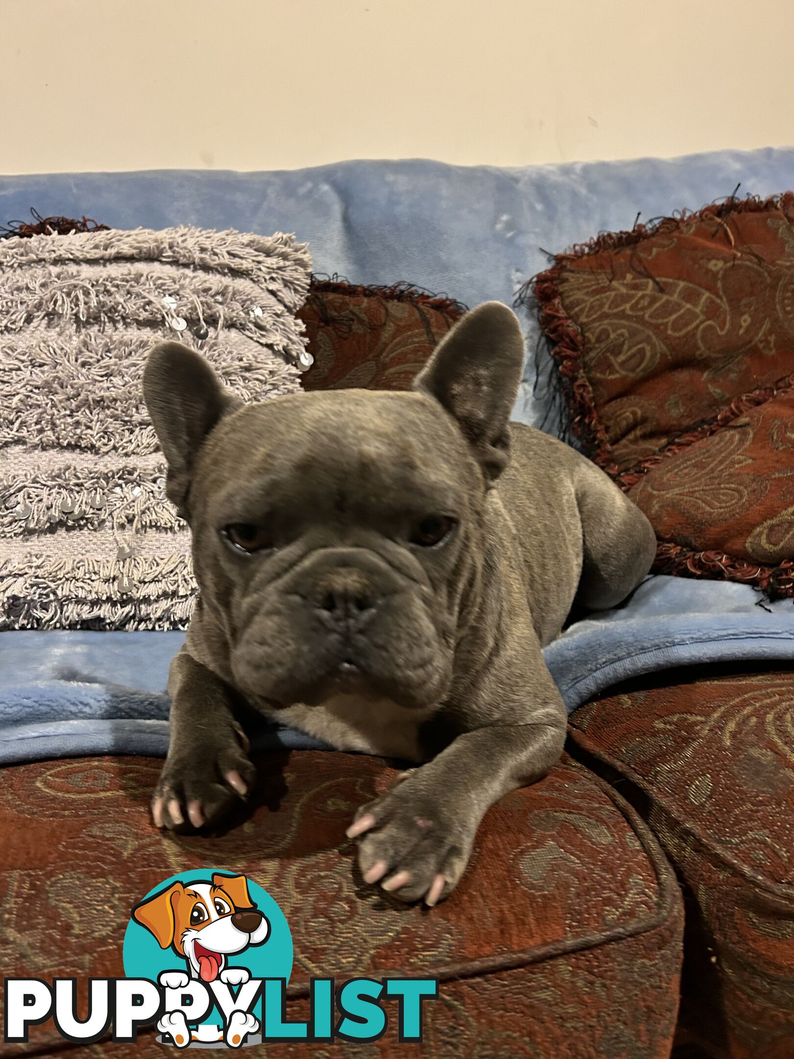 FRENCH BULLDOG PUPPIES