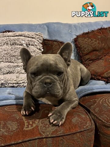 FRENCH BULLDOG PUPPIES