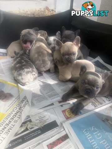 FRENCH BULLDOG PUPPIES