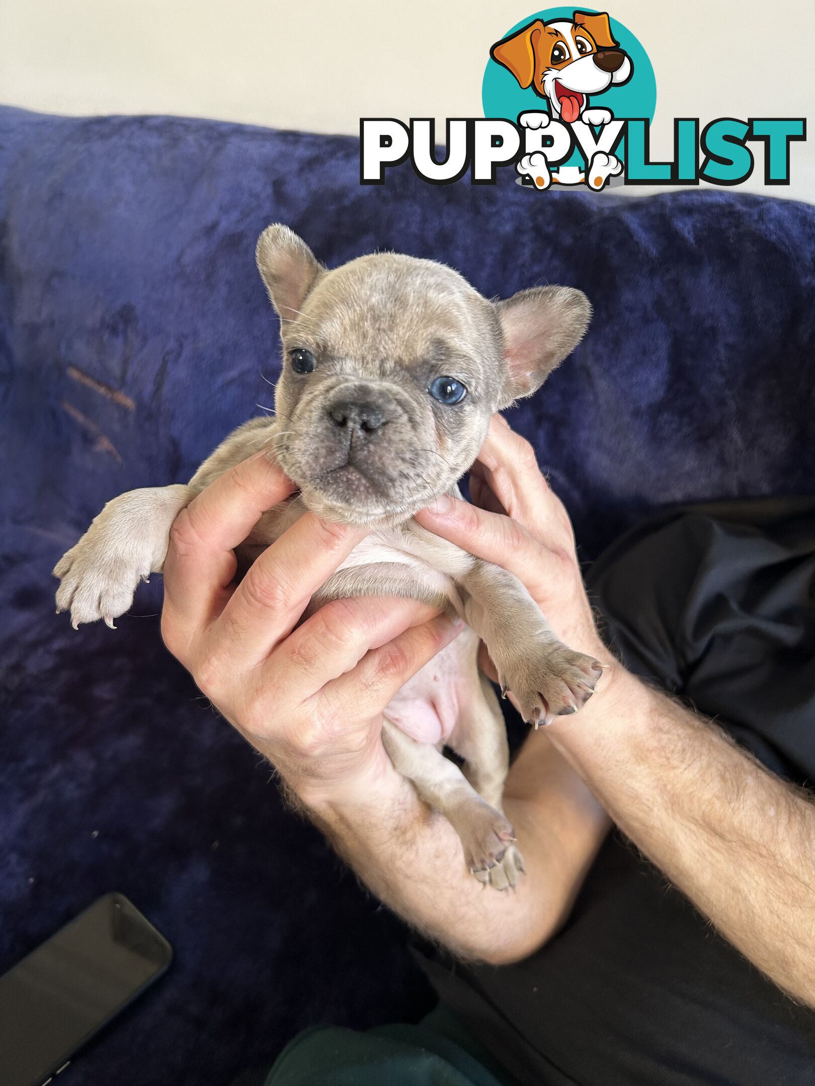 FRENCH BULLDOG PUPPIES