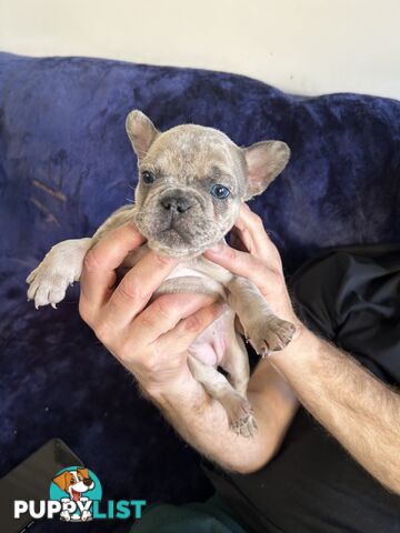 FRENCH BULLDOG PUPPIES