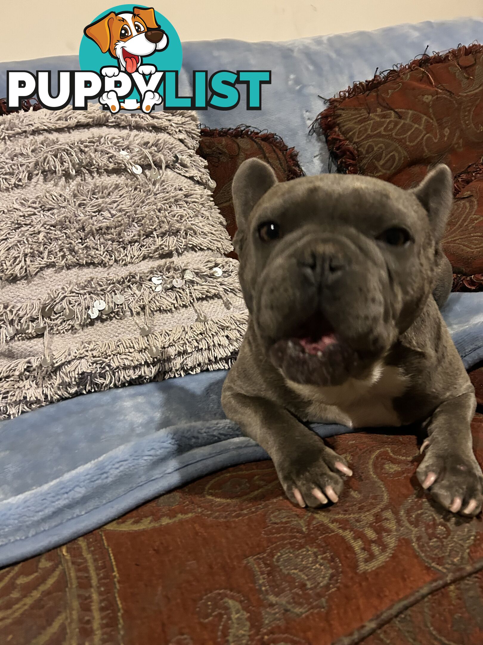 FRENCH BULLDOG PUPPIES