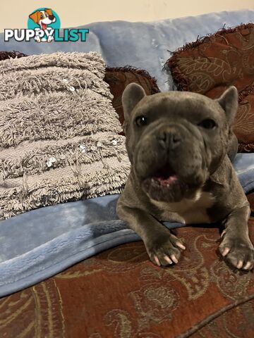 FRENCH BULLDOG PUPPIES
