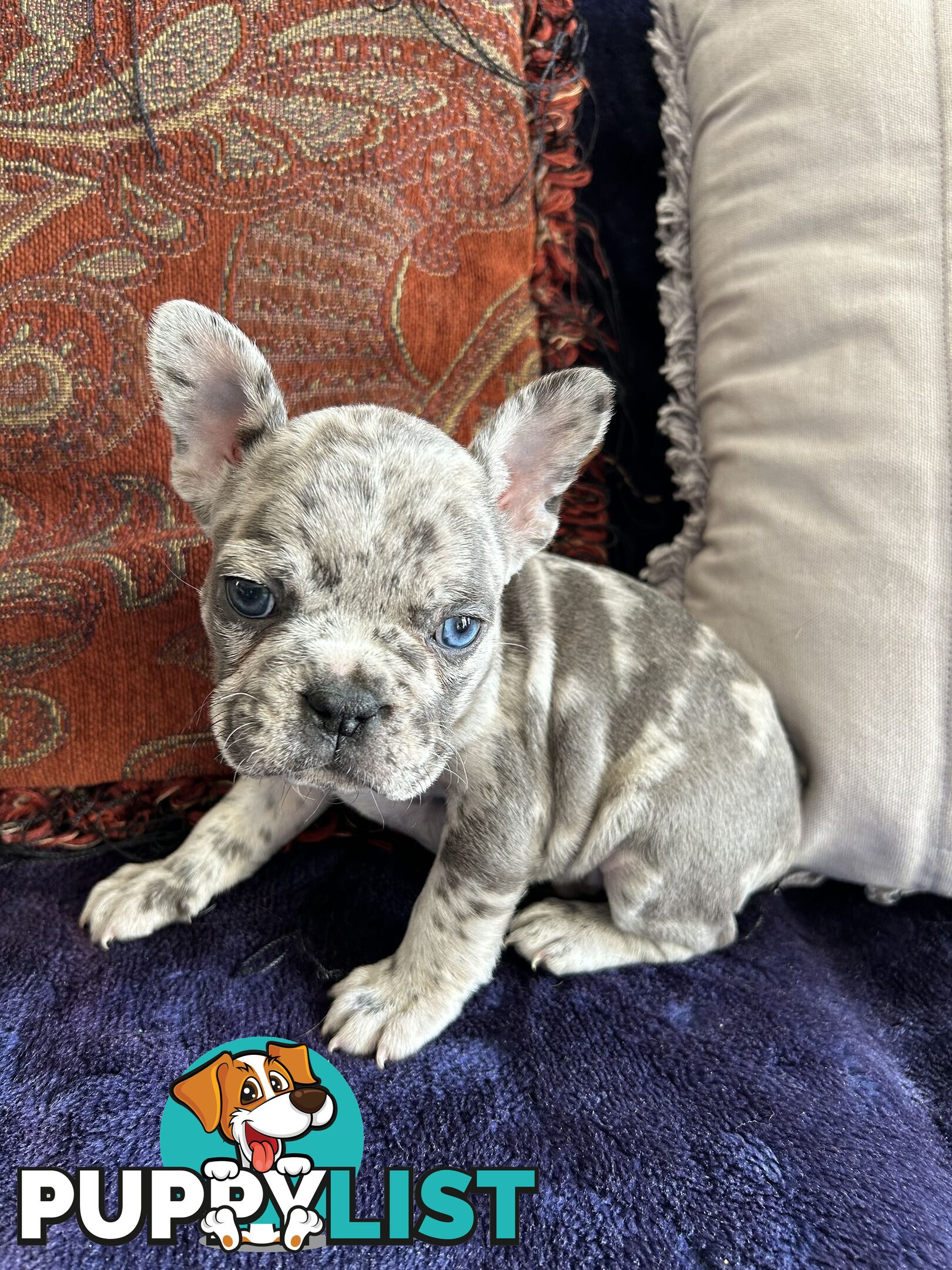 FRENCH BULLDOG PUPPIES