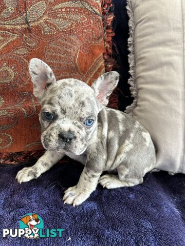 FRENCH BULLDOG PUPPIES