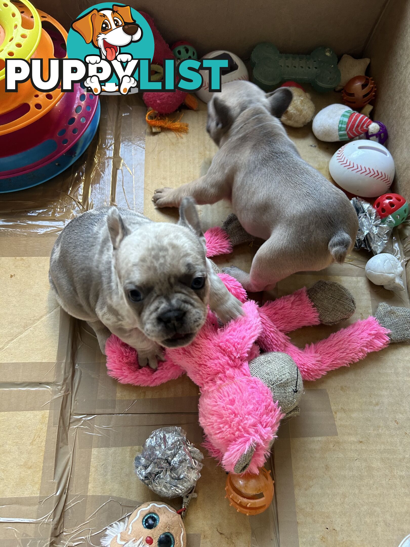 FRENCH BULLDOG PUPPIES