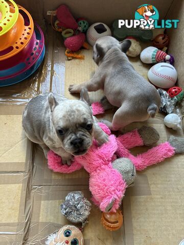 FRENCH BULLDOG PUPPIES