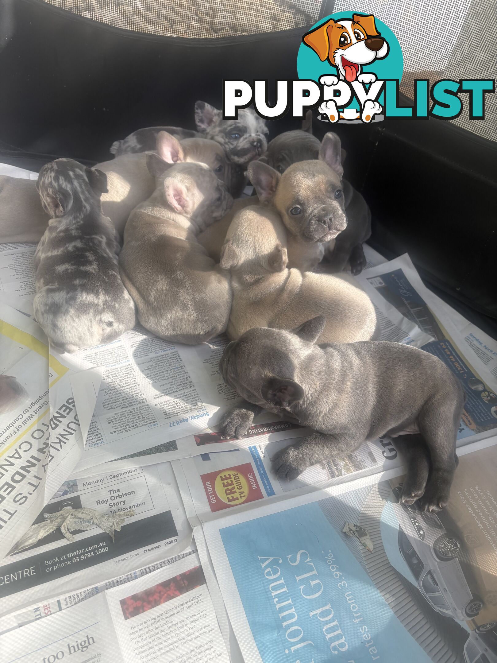 FRENCH BULLDOG PUPPIES