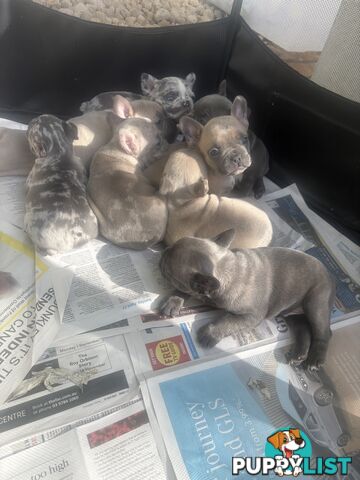 FRENCH BULLDOG PUPPIES