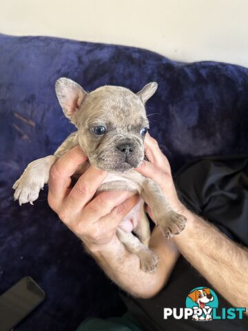 FRENCH BULLDOG PUPPIES