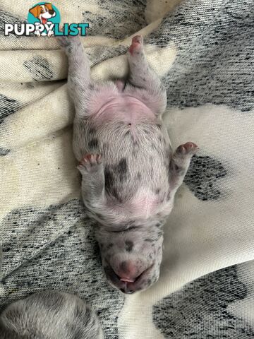 FRENCH BULLDOG PUPPIES