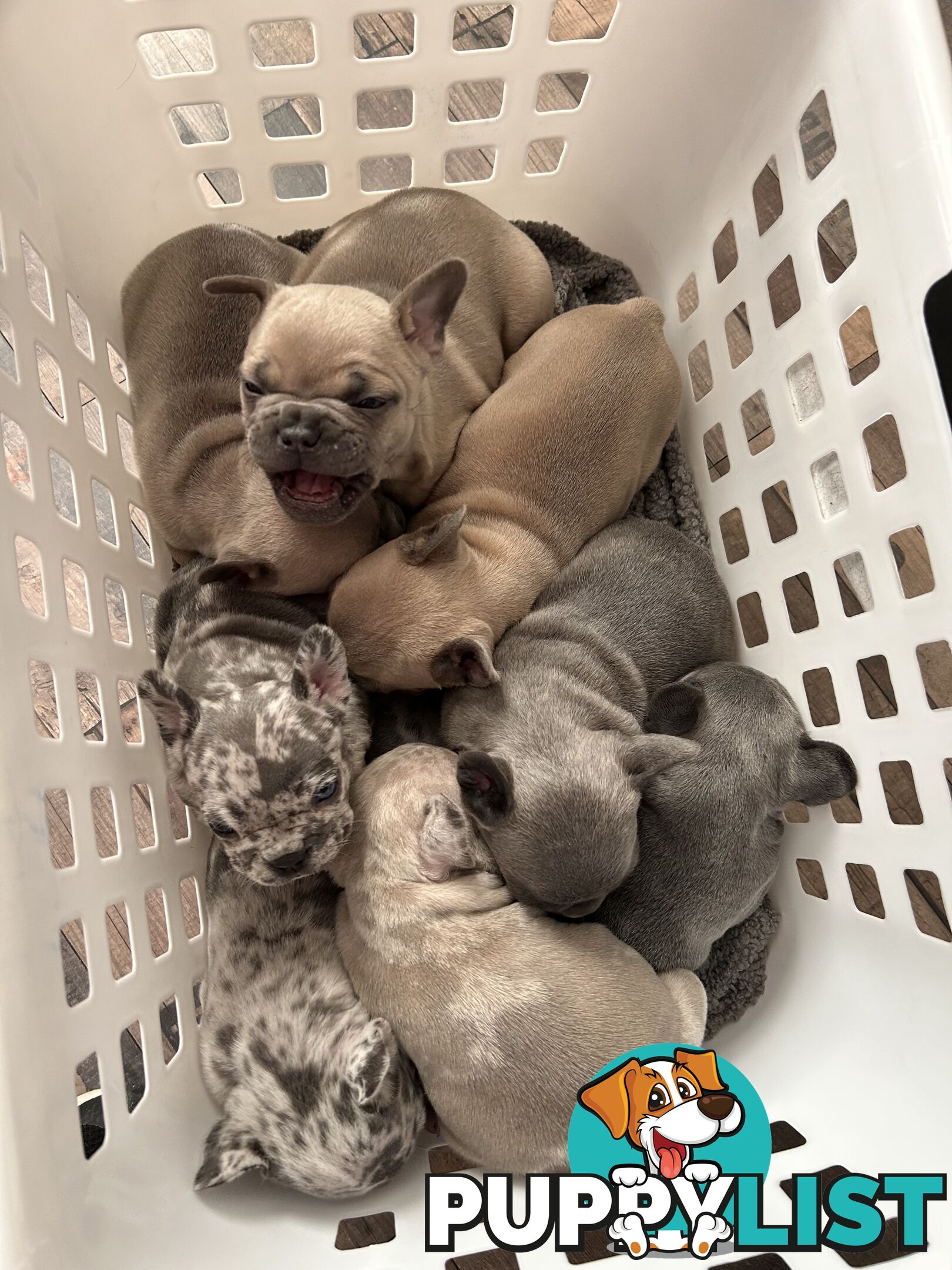 FRENCH BULLDOG PUPPIES