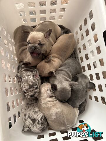 FRENCH BULLDOG PUPPIES