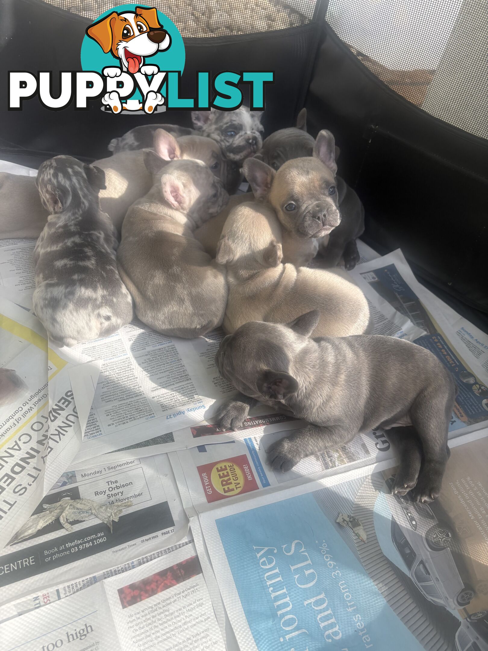 FRENCH BULLDOG PUPPIES